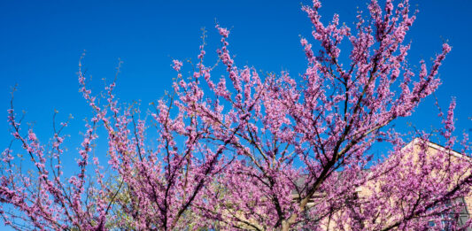 How to make eastern redbud jam eastern redbud tree
