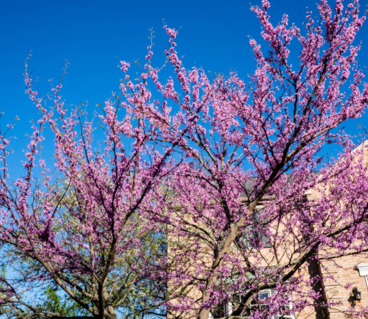 eastern redbud tree