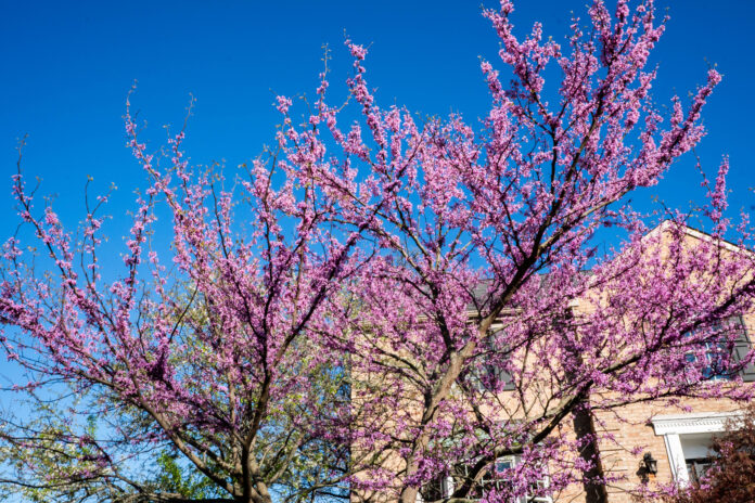 eastern redbud tree eastern redbud tree