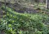 Ramp it up: A beginners guide to plant, harvest and eat the Appalachian staple crop Ramps