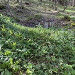 Ramp it up: A beginners guide to plant, harvest and eat the Appalachian staple crop Ramps