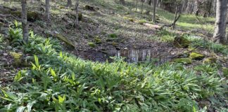 Ramp it up: A beginners guide to plant, harvest and eat the Appalachian staple crop Ramps