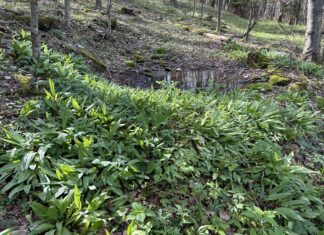 Ramp it up: A beginners guide to plant, harvest and eat the Appalachian staple crop Ramps