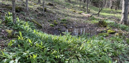 Ramp it up: A beginners guide to plant, harvest and eat the Appalachian staple crop Ramps