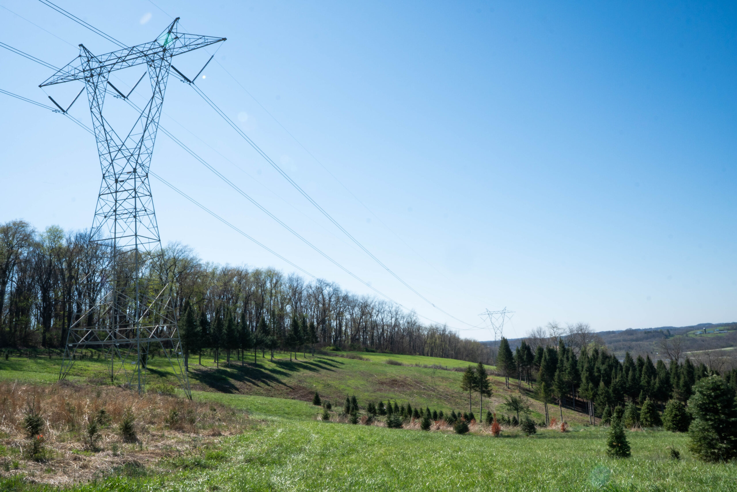 Quarter Pine Tree Farm