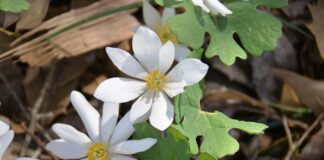 Ohio Wildflower Bloom Report 2026: Where to find the best spring blooms