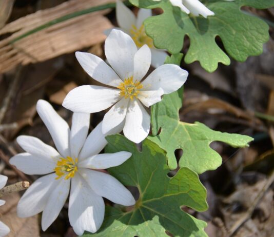 Ohio Wildflower Bloom Report 2026: Where to find the best spring blooms