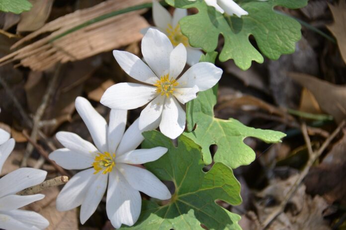 bloodroot-wildflower