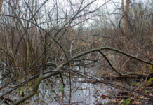 Nimishillen Wetlands preserved, protecting 47 acres from development in Stark County