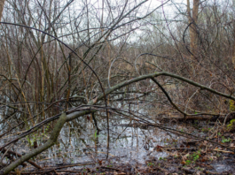 Nimishillen Wetlands preserved, protecting 47 acres from development in Stark County