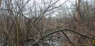 Nimishillen Wetlands preserved, protecting 47 acres from development in Stark County