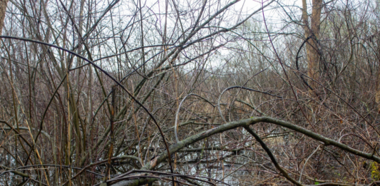Nimishillen Wetlands preserved, protecting 47 acres from development in Stark County
