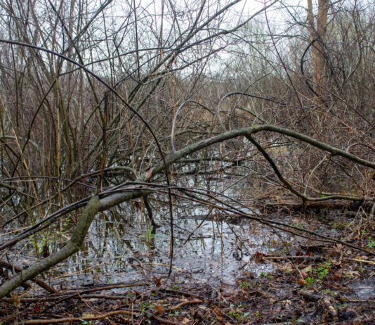 Nimishillen Wetlands preserved, protecting 47 acres from development in Stark County