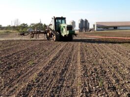 Manure management: Applying dairy manure to newly planted crops