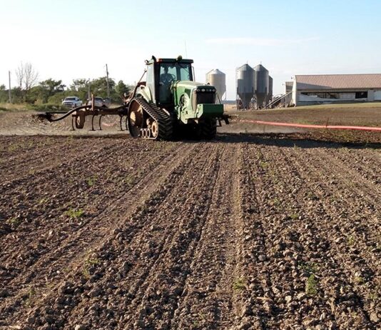 Manure management: Applying dairy manure to newly planted crops