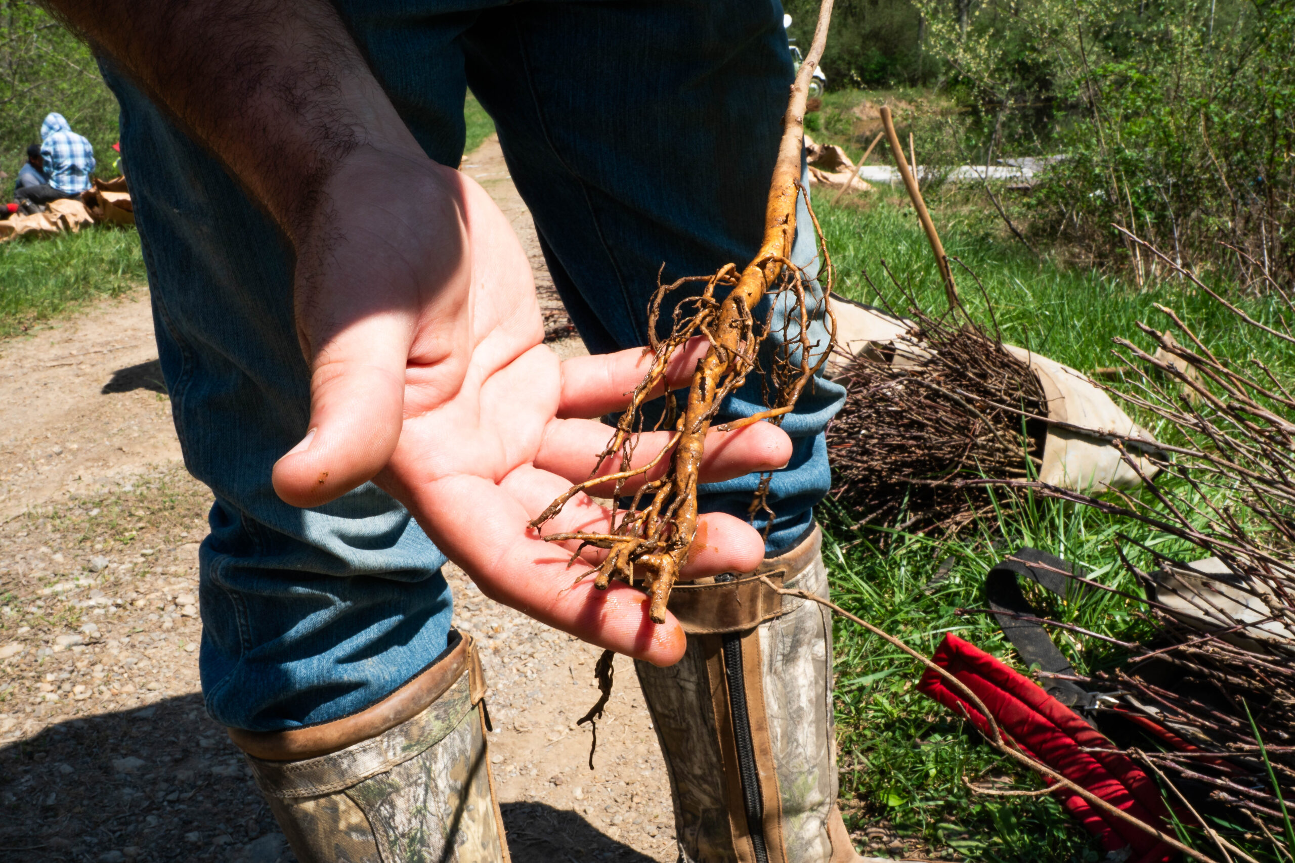 tree root