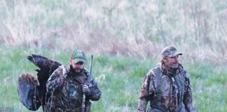 Talking turkey: The history and future of Ohio’s wild turkey recovery