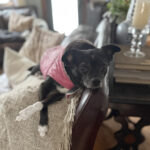 Why my rescue dog thinks the outdoors is a scam