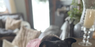 Why my rescue dog thinks the outdoors is a scam