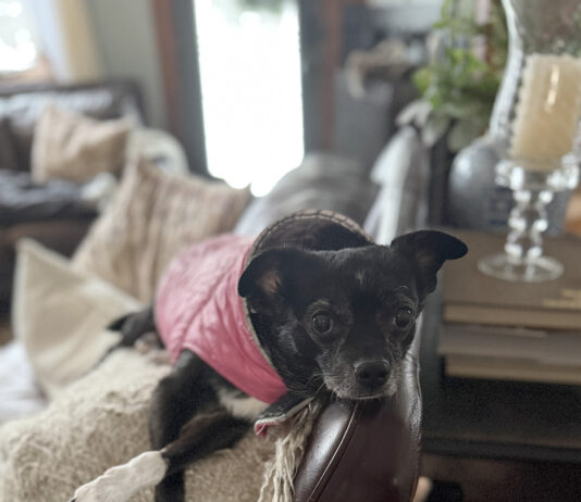 Why my rescue dog thinks the outdoors is a scam