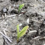 Weigh the risks before planting in soggy soil