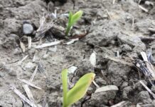 Weigh the risks before planting in soggy soil