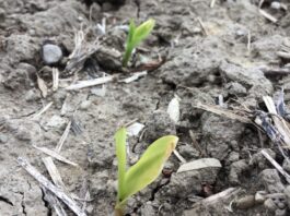 Weigh the risks before planting in soggy soil