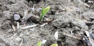 Weigh the risks before planting in soggy soil