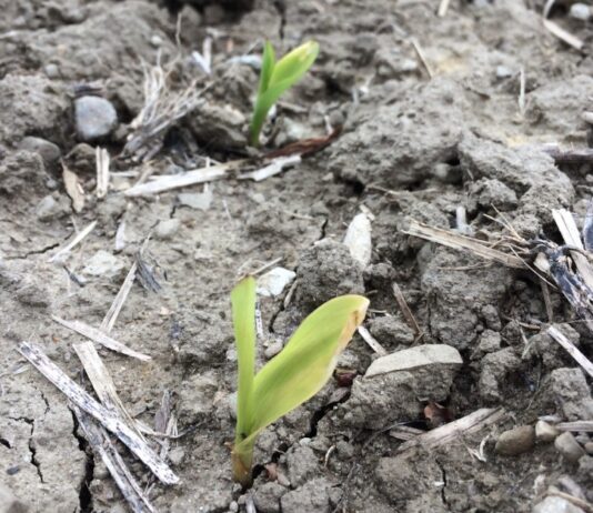 Weigh the risks before planting in soggy soil
