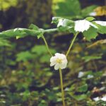 The magic of mayapples: Discovering the umbrellas of the spring woods