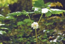 The magic of mayapples: Discovering the umbrellas of the spring woods