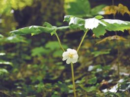 The magic of mayapples: Discovering the umbrellas of the spring woods