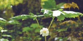 The magic of mayapples: Discovering the umbrellas of the spring woods