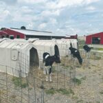 Is your heat abatement actually working? Join OSU’s 2026 dairy study