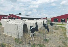 Is your heat abatement actually working? Join OSU’s 2026 dairy study