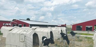 Is your heat abatement actually working? Join OSU’s 2026 dairy study