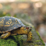 Report reptile and amphibian road crossings