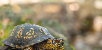 Report reptile and amphibian road crossings