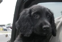 Wet dogs and dry flies