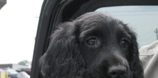 Wet dogs and dry flies