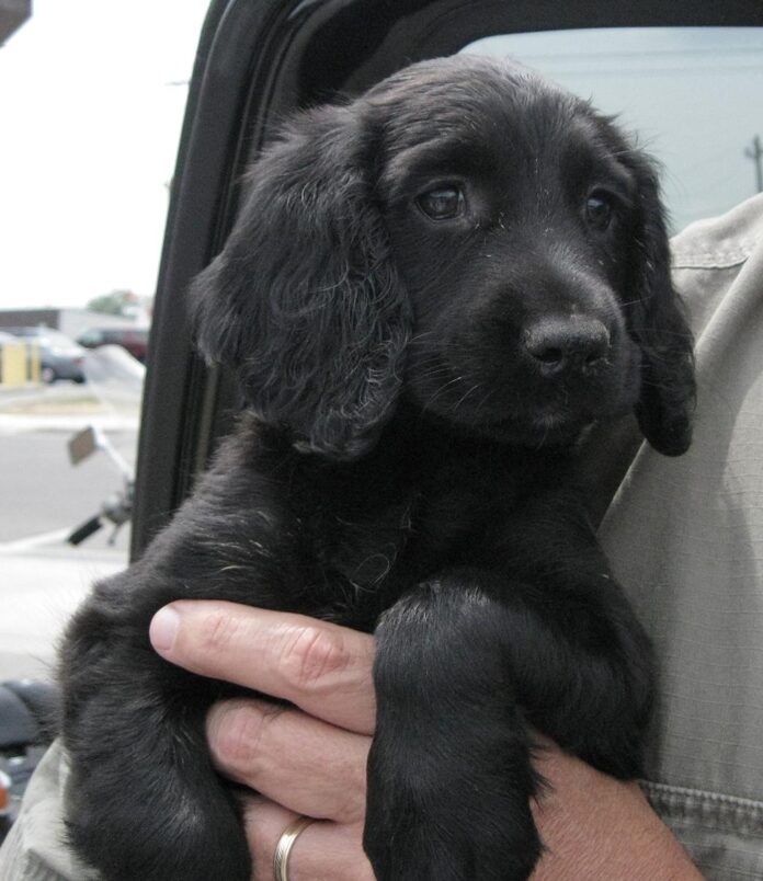 briar puppy_RGB
