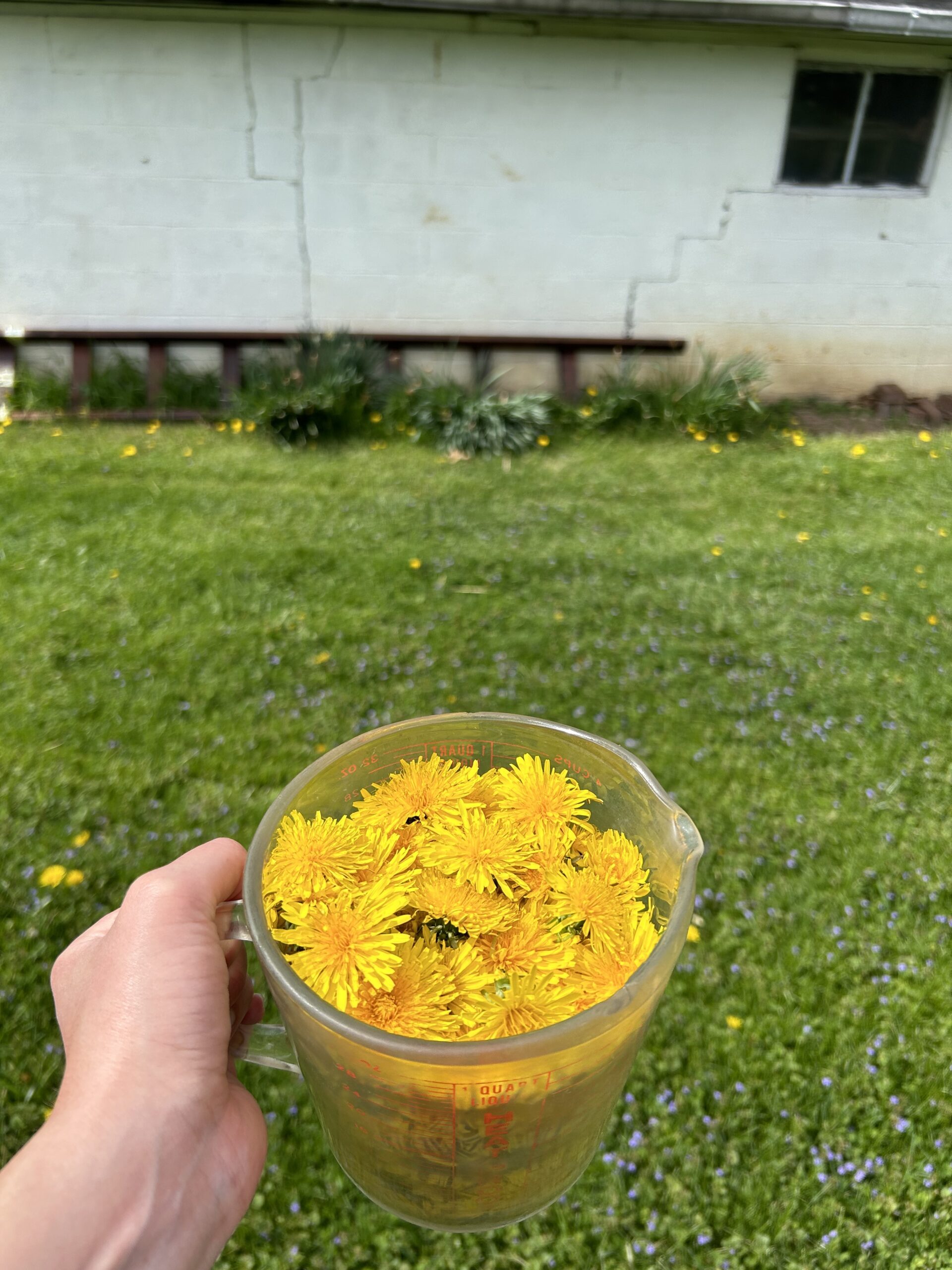 dandelions
