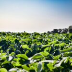 Auglaize River farmers show broad adoption of conservation practices