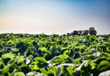 Auglaize River farmers show broad adoption of conservation practices