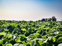 Auglaize River farmers show broad adoption of conservation practices