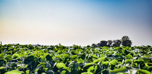 How soybeans took over the American diet – without anyone noticing
