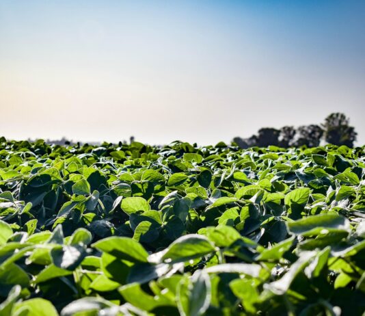 How soybeans took over the American diet – without anyone noticing