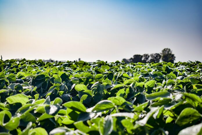 soybeans
