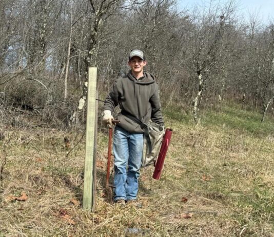The secret to tree survival: Why tree tubes are worth the cost