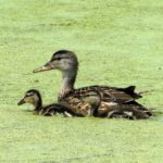 What to do when your pond turn green